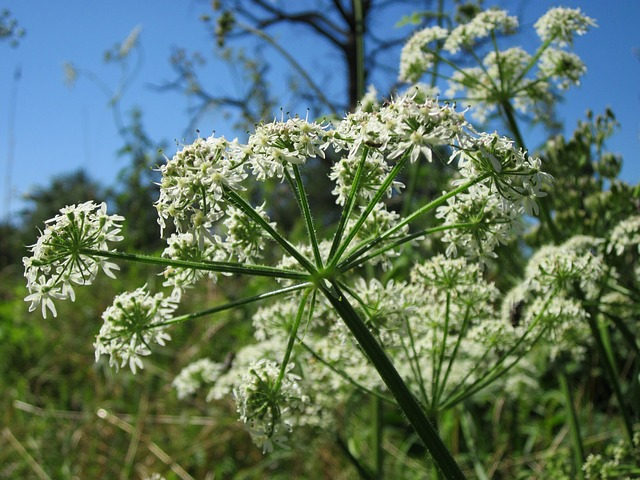 exotic plants dillingen Dill, Mammoth Long Island (Anethum graveolens) - 100 Seeds main image 0