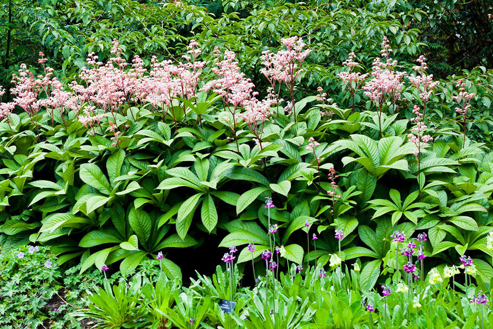 Deze tuinplanten met grote bladeren geven rust in uw tuin