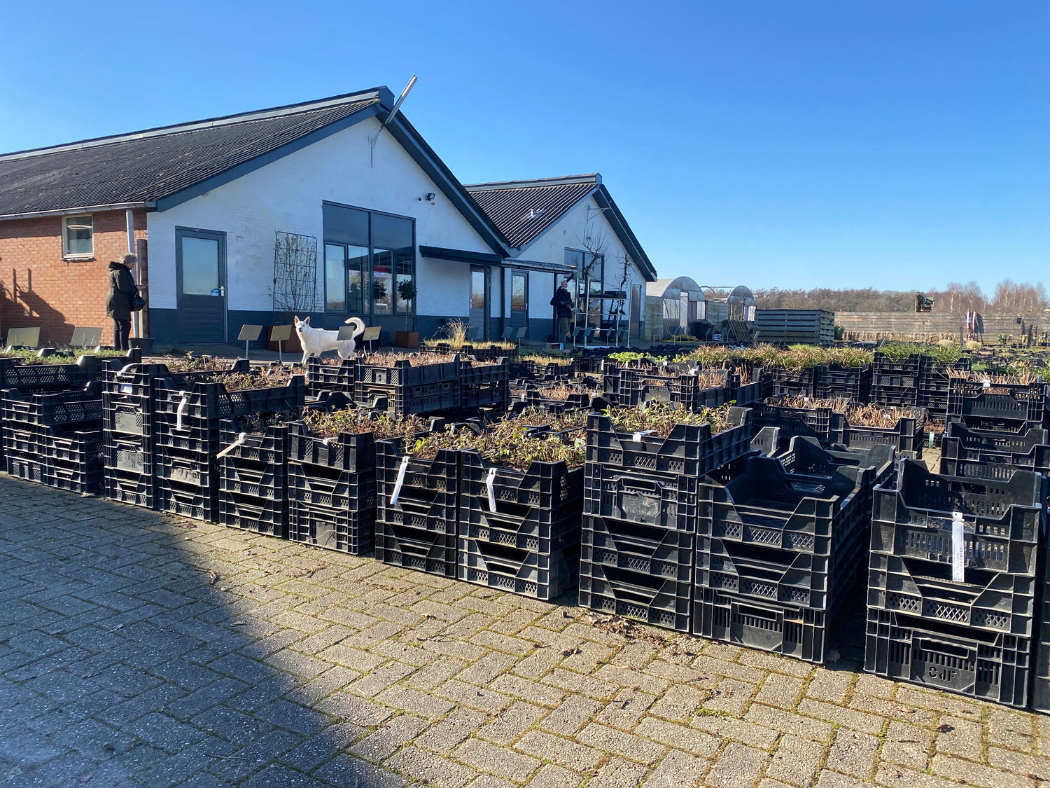 uddel-tuinplant.jpeg
