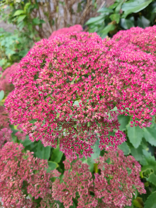 Borderpakketten - Vetkruid - Sedum