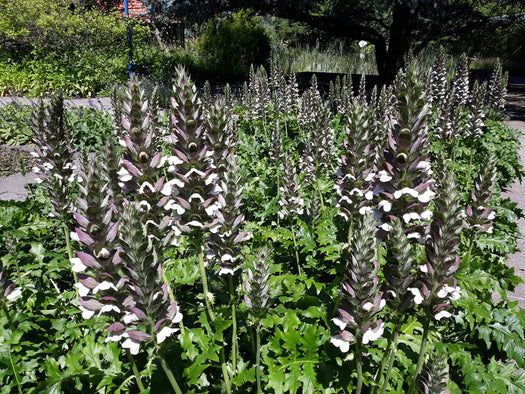 Berenklauw 'Acanthus'