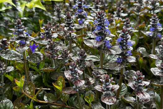 Vaste planten met donkerbladig blad
