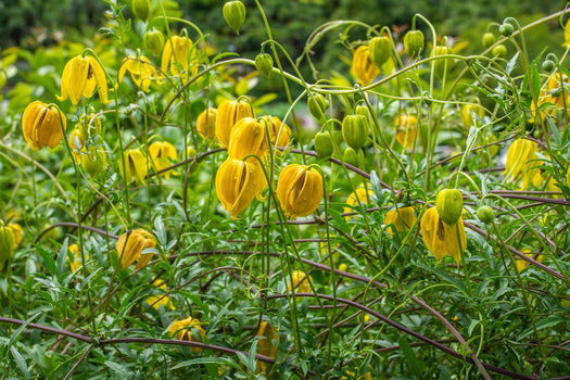 Klimplanten - Standplaats schaduw