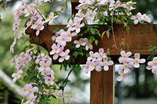 Bosrank 'Clematis'