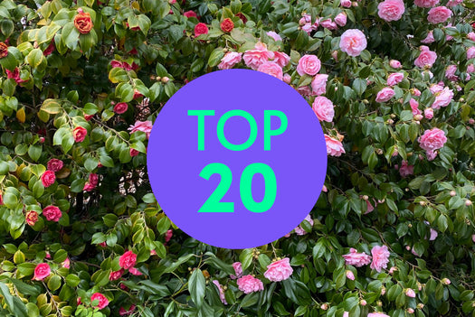 Top 15 populaire struiken