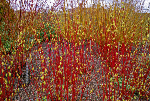 Witte Kornoelje - Cornus Alba