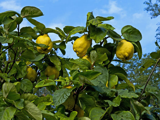 Alle fruitbomen