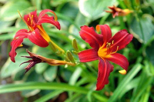 Daglelie 'Hemerocallis'