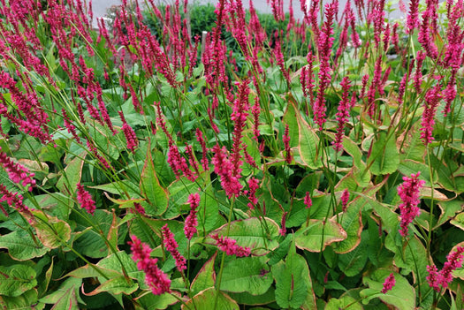 Duizendknoop 'Persicaria'