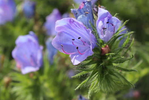 Slangenkruid 'Echium'