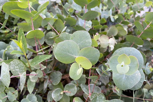 Gomboom 'Eucalyptus'