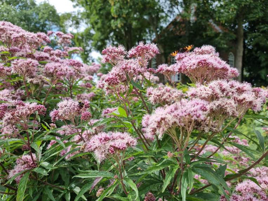 Koninginnenkruid 'Eupatorium'