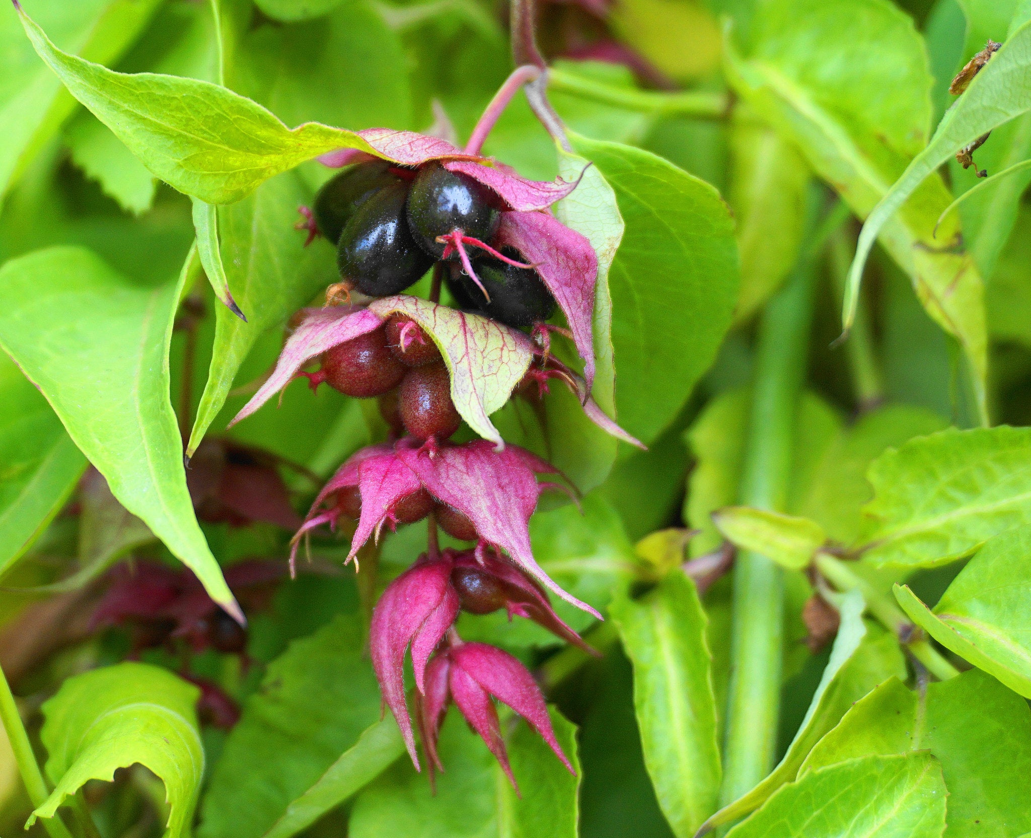 Fazantenbes Plant Kopen Leycesteria Formosa Soorten fazantenbes-plant-kopen-leycesteria-formosa-soorten