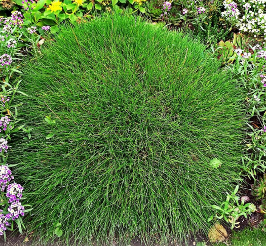 Zwenkgras 'Festuca'