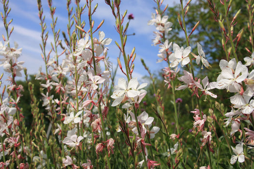 Prachtkaars 'Gaura'