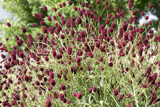 Pimpernel 'Sanguisorba'