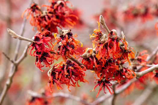 Toverhazelaar 'Hamamelis'