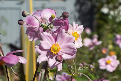 Alle Anemoon 'Anemone' planten