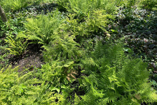 Vrouwenhaar 'Adiantum'