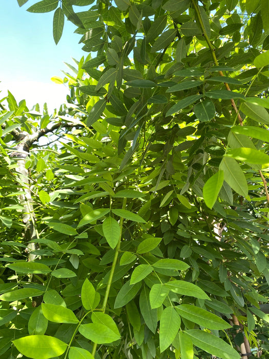 Meerstammige bomen / heesters - Zon