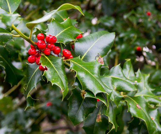 Hulst 'Ilex'