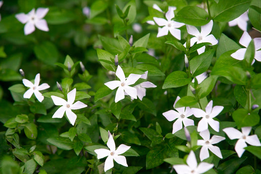 Maagdenpalm 'Vinca'