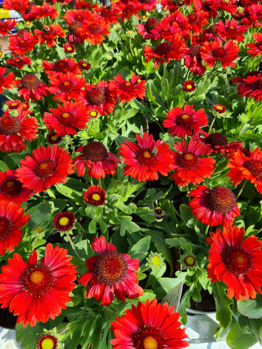 Kokardenbloem 'Gaillardia'