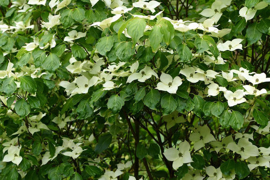 Kornoelje 'Cornus Kousa'