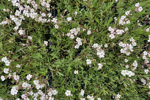 Gipskruid 'Gypsophila'