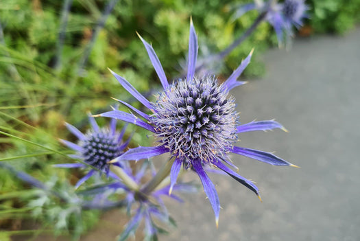 Kruisdistel 'Eryngium'