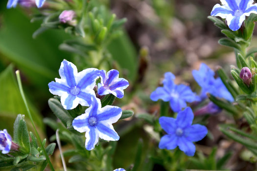 Steenzaad 'Lithodora'