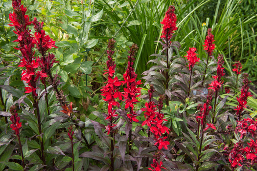 Lobelia 'Lobelia'