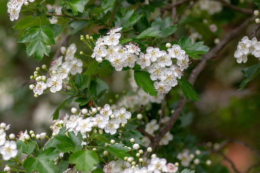 Meidoornhaag 'Crataegus monogyna'