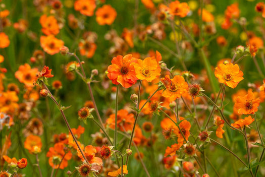 Nagelkruid 'Geum'