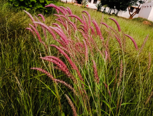 Vingergras 'Panicum'