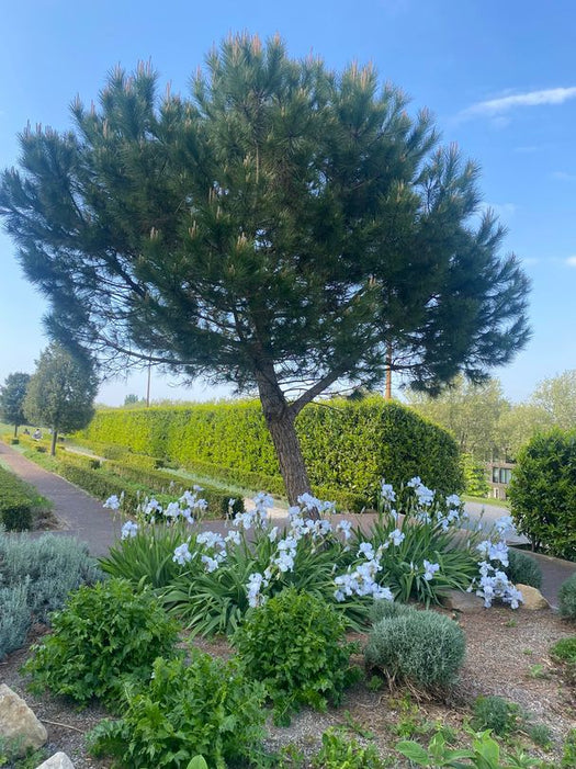 Bomen voor droge grond