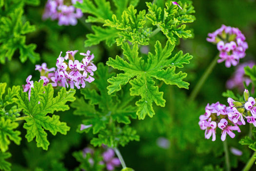 Geranium 'Pelargonium'