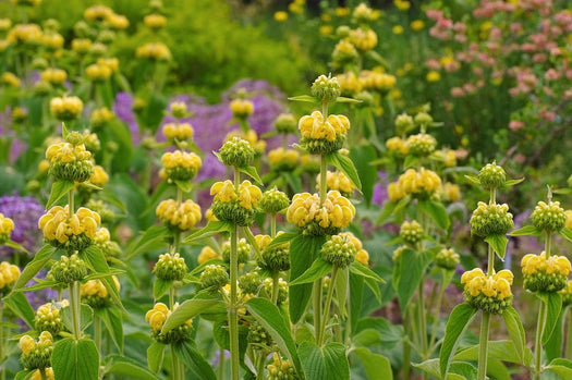 Winterharde borderplanten