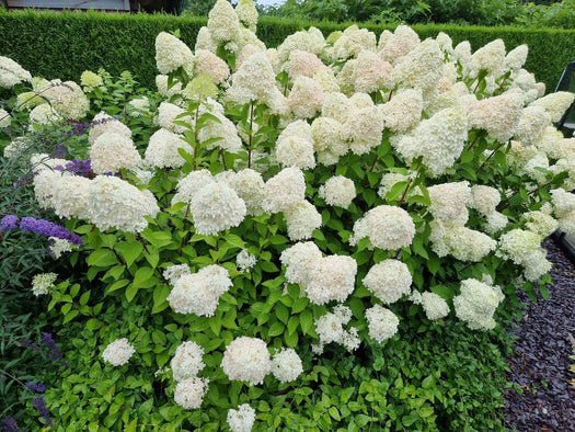 Pluimhortensia 'Hydrangea paniculata'