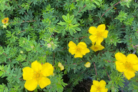 Alle Ganzerik 'Potentilla' planten