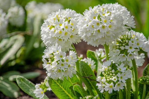 Sleutelbloem 'Primula'