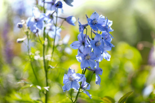 Ridderspoor 'Delphinium'