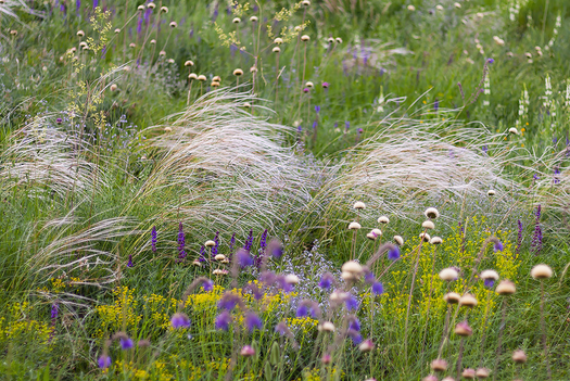 Strandtuin planten