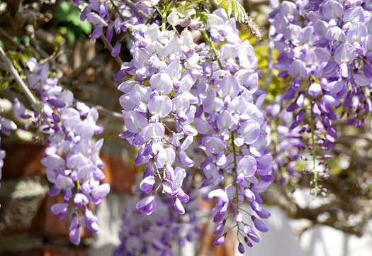 Blauwe regen 'Wisteria'