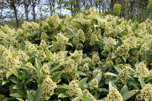 Winterhard en wintergroene struiken