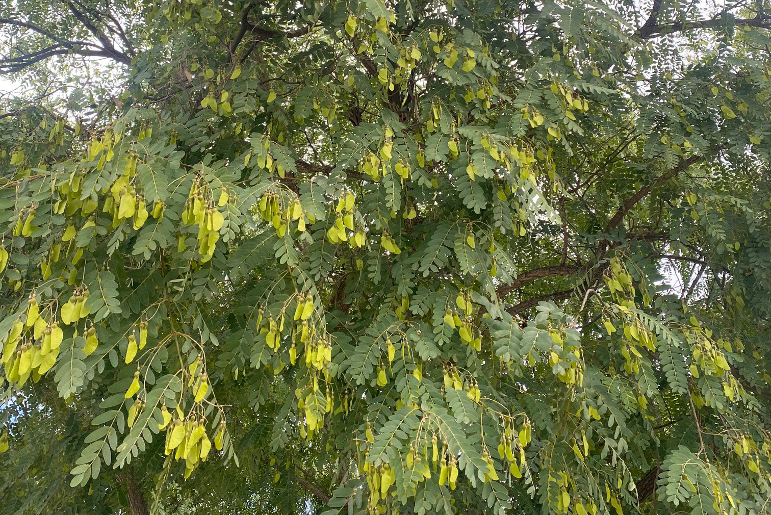 Exotische Planten/bomen