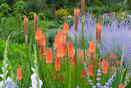 Vuurpijl 'Kniphofia'