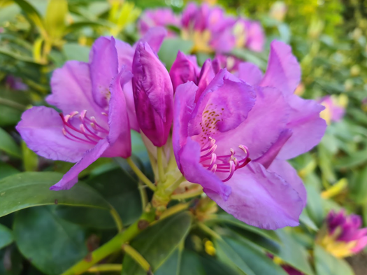 Alle planten geschikt voor een zure grond