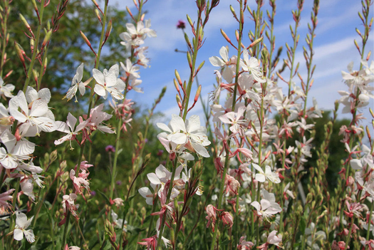 Biologische vaste planten halfschaduw