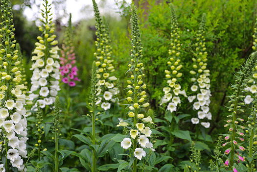 Biologische vaste planten schaduw